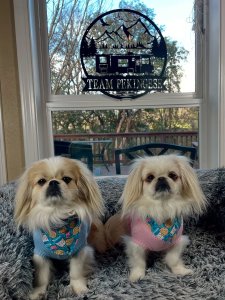 Cutest small dog breeds Pekingese dogs Cutest small dog breeds Pekingese dogs