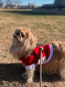 Cutest small dog breeds Pekingese silky coat Cutest small dog breeds Pekingese silky coat