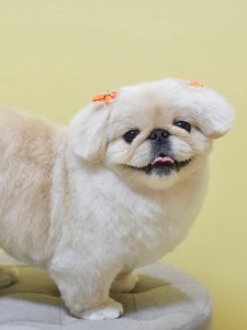 Cutest small dog breeds Pekingese toy dog Cutest small dog breeds Pekingese toy dog