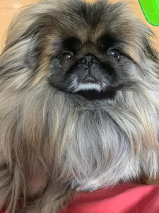 Cutest small dog breeds Pekingese tiny pup Cutest small dog breeds Pekingese tiny pup