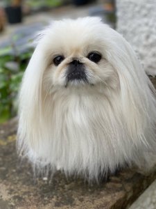 Cutest small dog breeds Pekingese Cutest small dog breeds Pekingese