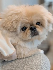 Cutest small dog breeds Pekingese cute pet Cutest small dog breeds Pekingese cute pet