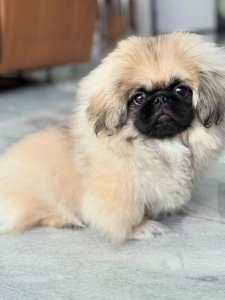 Cutest small dog breeds Pekingese fluffy pup Cutest small dog breeds Pekingese fluffy pup