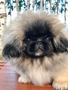 Cutest small dog breeds Pekingese playful dog Cutest small dog breeds Pekingese playful dog