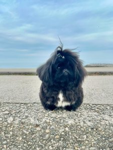 Cutest small dog breeds Pekingese loyal pup Cutest small dog breeds Pekingese loyal pup