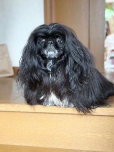 Cutest small dog breeds Pekingese adorable pet Cutest small dog breeds Pekingese adorable pet