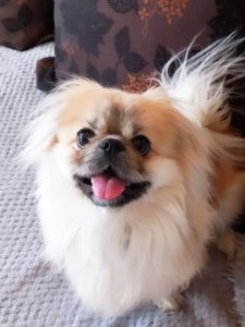 Cutest small dog breeds Pekingese happy pup Cutest small dog breeds Pekingese happy pup