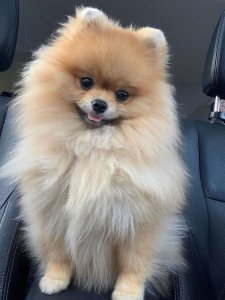 Cutest small dog breeds Pomeranian Puppy Love Cutest small dog breeds Pomeranian Puppy Love