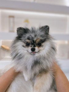 Cutest small dog breeds Pomeranian Cute & Compact Cutest small dog breeds Pomeranian Cute & Compact