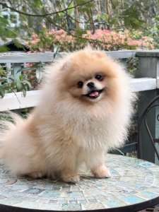 Cutest small dog breeds Pomeranian Fun Personality Cutest small dog breeds Pomeranian Fun Personality