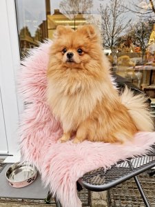 Cutest small dog breeds Pomeranian Playful Charm Cutest small dog breeds Pomeranian Playful Charm