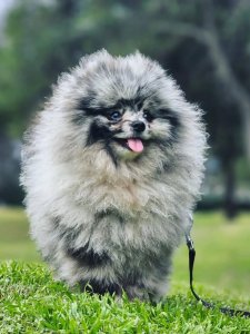 Cutest small dog breeds Pomeranian Cutest small dog breeds Pomeranian