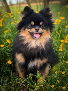 Cutest small dog breeds Pomeranian Adorable Face Cutest small dog breeds Pomeranian Adorable Face