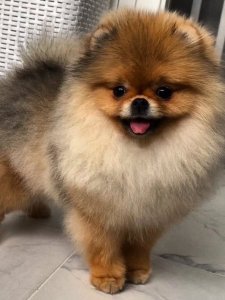 Cutest small dog breeds Pomeranian Sweet Companion Cutest small dog breeds Pomeranian Sweet Companion