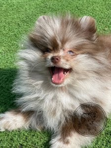 Cutest small dog breeds Pomeranian Cuddly Friend Cutest small dog breeds Pomeranian Cuddly Friend