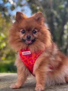 Cutest small dog breeds Pomeranian Lovable Pet Cutest small dog breeds Pomeranian Lovable Pet