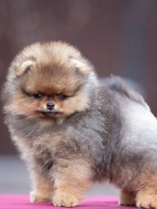 Cutest small dog breeds Pomeranian Happy Pup Cutest small dog breeds Pomeranian Happy Pup
