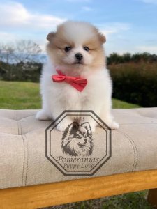 Cutest small dog breeds Pomeranian Perfect Lapdog Cutest small dog breeds Pomeranian Perfect Lapdog