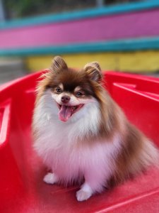 Cutest small dog breeds Pomeranian Gentle Soul Cutest small dog breeds Pomeranian Gentle Soul