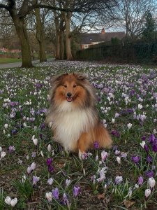 Cutest small dog breeds Shetland Sheepdog fluffy pup Cutest small dog breeds Shetland Sheepdog fluffy pup