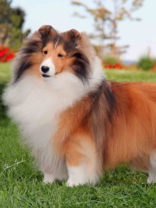 Cutest small dog breeds Shetland Sheepdog soft-coated pup Cutest small dog breeds Shetland Sheepdog soft-coated pup