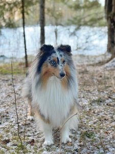 Cutest small dog breeds Shetland Sheepdog charming pet Cutest small dog breeds Shetland Sheepdog charming pet