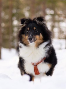Cutest small dog breeds Shetland Sheepdog playful pet Cutest small dog breeds Shetland Sheepdog playful pet