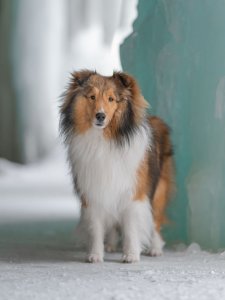 Cutest small dog breeds Shetland Sheepdog Cutest small dog breeds Shetland Sheepdog