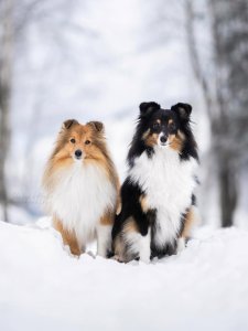 Cutest small dog breeds Shetland Sheepdog loyal friends Cutest small dog breeds Shetland Sheepdog loyal friends