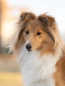 Cutest small dog breeds Shetland Sheepdog tiny herder Cutest small dog breeds Shetland Sheepdog tiny herder