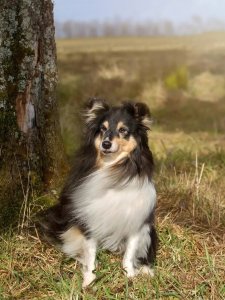Cutest small dog breeds Shetland Sheepdog intelligent pup Cutest small dog breeds Shetland Sheepdog intelligent pup