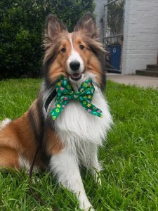 Cutest small dog breeds Shetland Sheepdog gentle companion Cutest small dog breeds Shetland Sheepdog gentle companion
