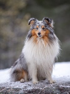Cutest small dog breeds Shetland Sheepdog happy puppy Cutest small dog breeds Shetland Sheepdog happy puppy