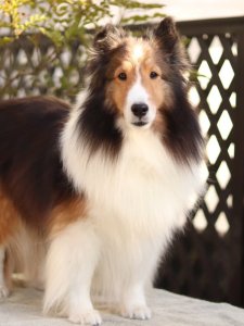 Cutest small dog breeds Shetland Sheepdog graceful pet Cutest small dog breeds Shetland Sheepdog graceful pet