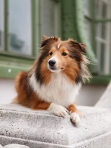 Cutest small dog breeds Shetland Sheepdog energetic breed Cutest small dog breeds Shetland Sheepdog energetic breed