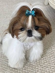 Cutest small dog breeds Shih Tzu puppy Cutest small dog breeds Shih Tzu puppy