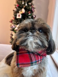 Cutest small dog breeds Shih Tzu playful dog Cutest small dog breeds Shih Tzu playful dog