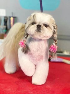 Cutest small dog breeds Shih Tzu loyal pup Cutest small dog breeds Shih Tzu loyal pup