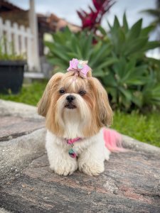 Cutest small dog breeds Shih Tzu Cutest small dog breeds Shih Tzu
