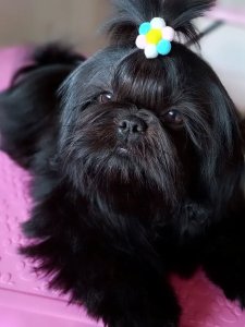 Cutest small dog breeds Shih Tzu tiny pup Cutest small dog breeds Shih Tzu tiny pup