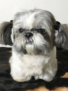 Cutest small dog breeds Shih Tzu cute pet Cutest small dog breeds Shih Tzu cute pet
