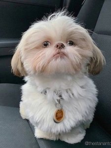 Cutest small dog breeds Shih Tzu fluffy pup Cutest small dog breeds Shih Tzu fluffy pup