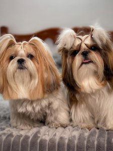 Cutest small dog breeds Shih Tzu dogs Cutest small dog breeds Shih Tzu dogs