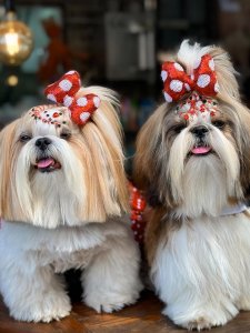 Cutest small dog breeds Shih Tzu happy pups Cutest small dog breeds Shih Tzu happy pups