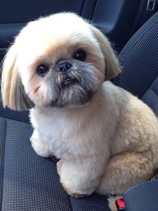 Cutest small dog breeds Shih Tzu toy breed Cutest small dog breeds Shih Tzu toy breed