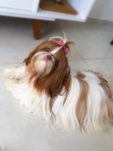 Cutest small dog breeds Shih Tzu silky coat Cutest small dog breeds Shih Tzu silky coat