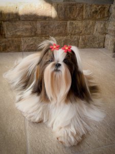 Cutest small dog breeds Shih Tzu sweet dog Cutest small dog breeds Shih Tzu sweet dog