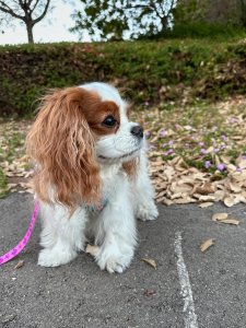 Cutest Small Dog Breeds Cavalier King Charles Puppy Cutest Small Dog Breeds Cavalier King Charles Puppy