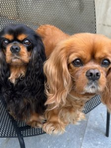 Cutest Small Dog Breeds Cavalier King Charles Adorable Pet Cutest Small Dog Breeds Cavalier King Charles Adorable Pet