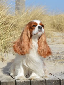 Cutest small dog breed cavalier king charles spaniel Cutest small dog breed cavalier king charles spaniel